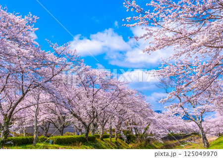 京都 七谷川の桜並木 125049970