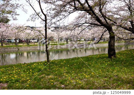 鬼城公園　菜の花と桜 125049999