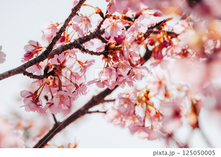 春の訪れを告げる河津桜 125050005