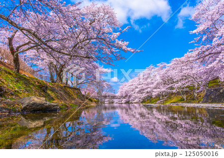 京都 七谷川の桜並木 京都 七谷川の桜並木 125050016