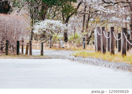 桜の花びらが散る道 125050020