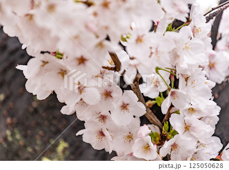 桜　 125050628
