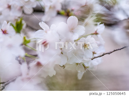 桜　 125050645