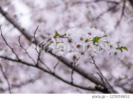 桜　 125050652