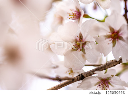 桜 桜 125050668