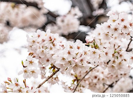 桜 125050885