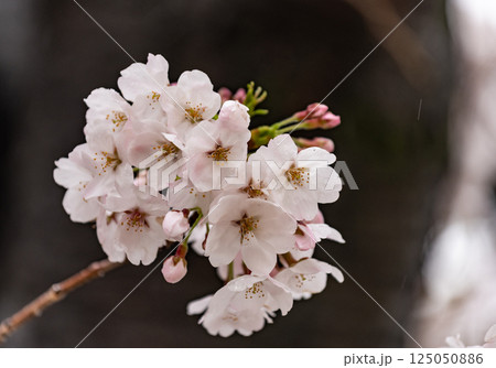 桜 125050886