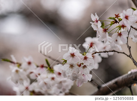 桜 桜 125050888