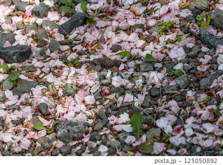 桜 桜 125050892