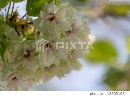 桜(鬱金桜) 桜(鬱金桜) 125051024