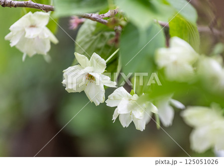 桜(鬱金桜) 桜(鬱金桜) 125051026