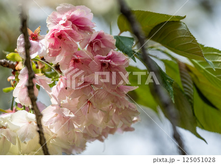 桜(鬱金桜) 桜(鬱金桜) 125051028