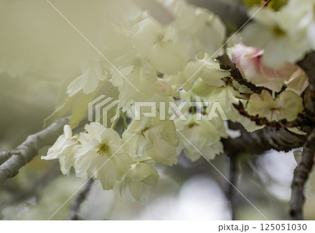 桜（鬱金桜） 125051030