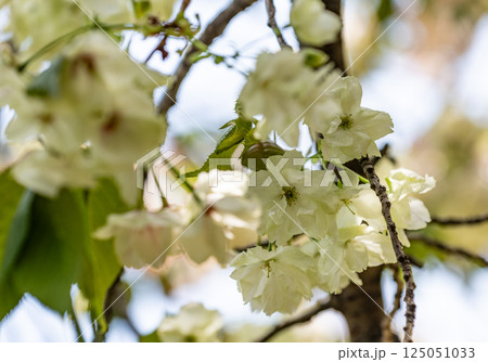 桜(鬱金桜) 桜(鬱金桜) 125051033