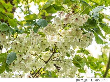 桜(鬱金桜) 桜(鬱金桜) 125051038