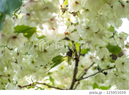 桜（鬱金桜） 125051039