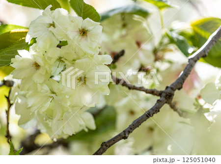 桜(鬱金桜) 桜(鬱金桜) 125051040