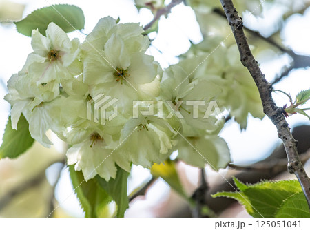 桜（鬱金桜） 125051041