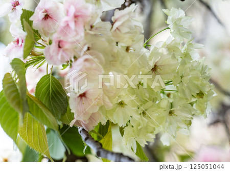 桜（鬱金桜） 125051044
