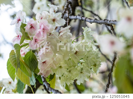 桜(鬱金桜) 桜(鬱金桜) 125051045