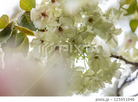 桜(鬱金桜) 桜(鬱金桜) 125051046