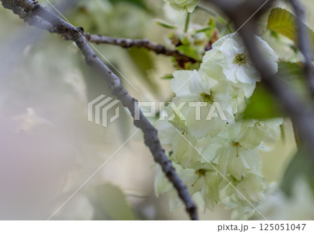 桜（鬱金桜） 125051047