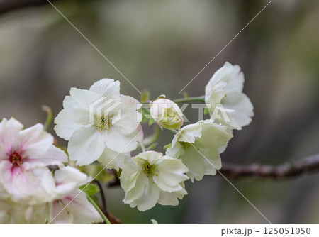 桜(鬱金桜) 桜(鬱金桜) 125051050