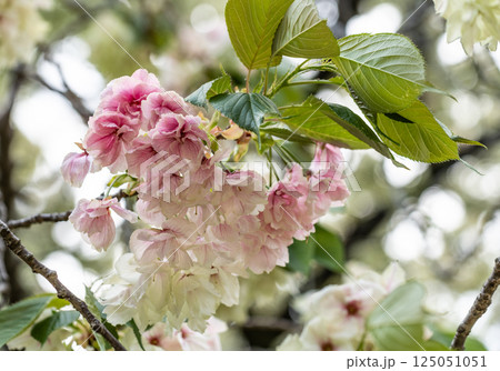 桜（鬱金桜） 125051051