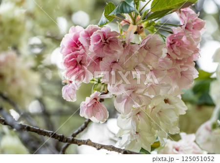 桜(鬱金桜) 桜(鬱金桜) 125051052