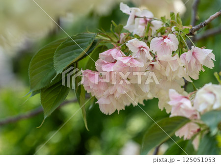 桜(鬱金桜) 桜(鬱金桜) 125051053