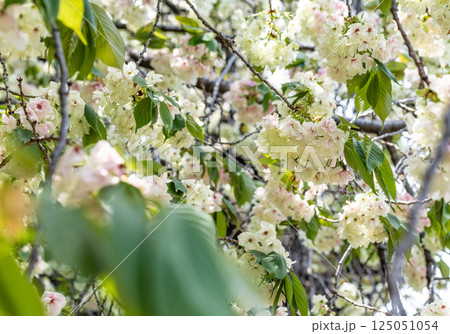 桜(鬱金桜) 桜(鬱金桜) 125051054