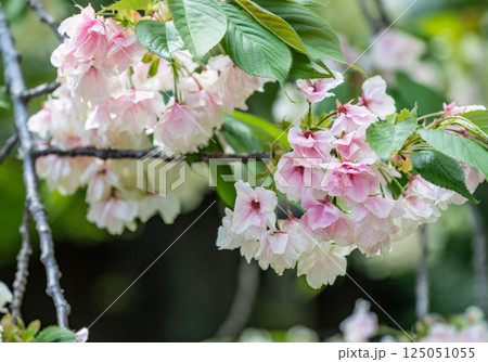 桜(鬱金桜) 桜(鬱金桜) 125051055
