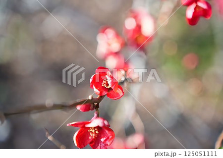 ボケの花の輝き ボケの花の輝き 125051111