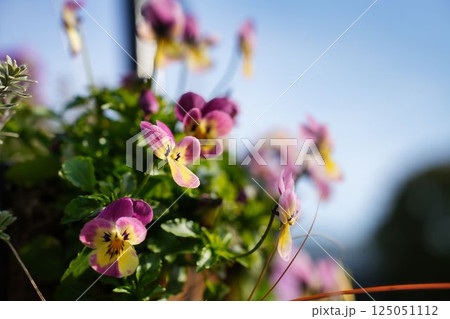 澄んだ空に映えるビオラ 澄んだ空に映えるビオラ 125051112