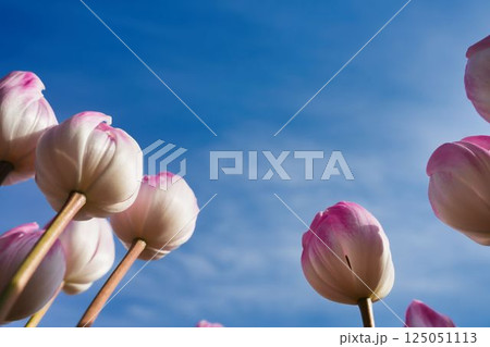 冬空を彩るアイスチューリップの輝き 125051113