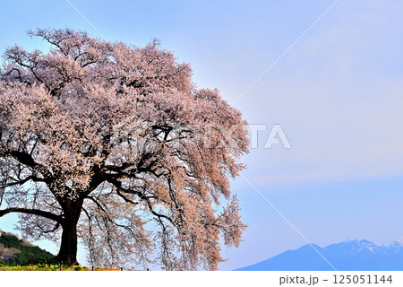 樹齢330年 わに塚の一本桜と朝日に染まる八ヶ岳 樹齢330年 わに塚の一本桜と朝日に染まる八ヶ岳 125051144