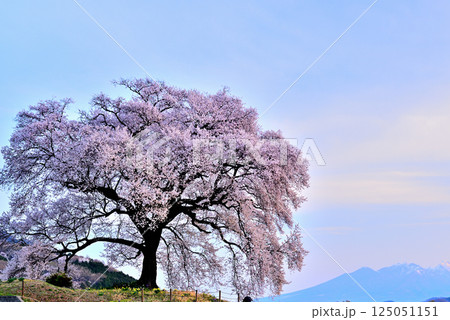 樹齢330年　わに塚の一本桜と朝日に染まる八ヶ岳 125051151