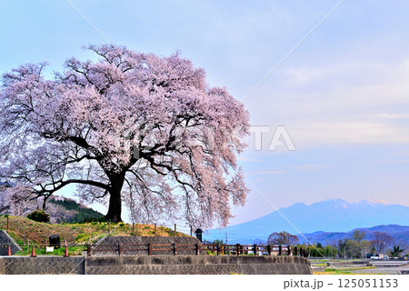 樹齢330年　わに塚の一本桜と朝日に染まる八ヶ岳 125051153