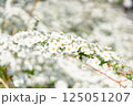ユキヤナギ 125051207