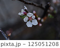 ユスラウメ 125051208