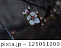 ユスラウメ 125051209