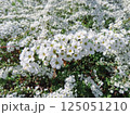 ユキヤナギ 125051210