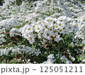 ユキヤナギ 125051211