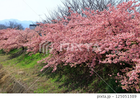藤原京大橋　河津桜並木 125051389