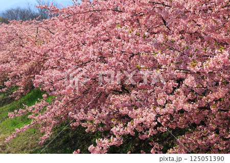藤原京大橋　河津桜並木 125051390