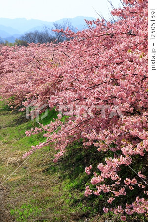 藤原京大橋　河津桜並木 125051391