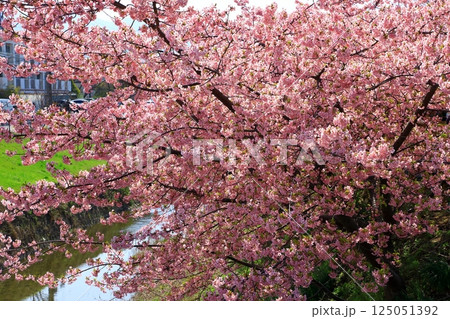 藤原京大橋 河津桜並木 藤原京大橋 河津桜並木 125051392