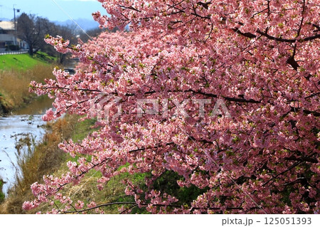 藤原京大橋　河津桜並木 125051393