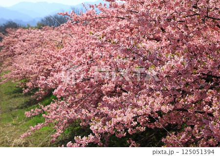 藤原京大橋 河津桜並木 藤原京大橋 河津桜並木 125051394