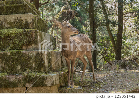ニホンジカ(オス) 春日大社参道 奈良市 ニホンジカ(オス) 春日大社参道 奈良市 125051442
